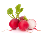 Radish